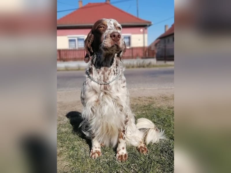 English setter Rüde Welpe