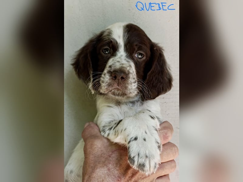 English setter Rüde Welpe