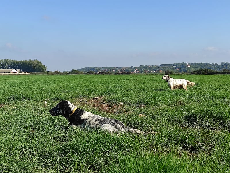 English setter Rüde Welpe