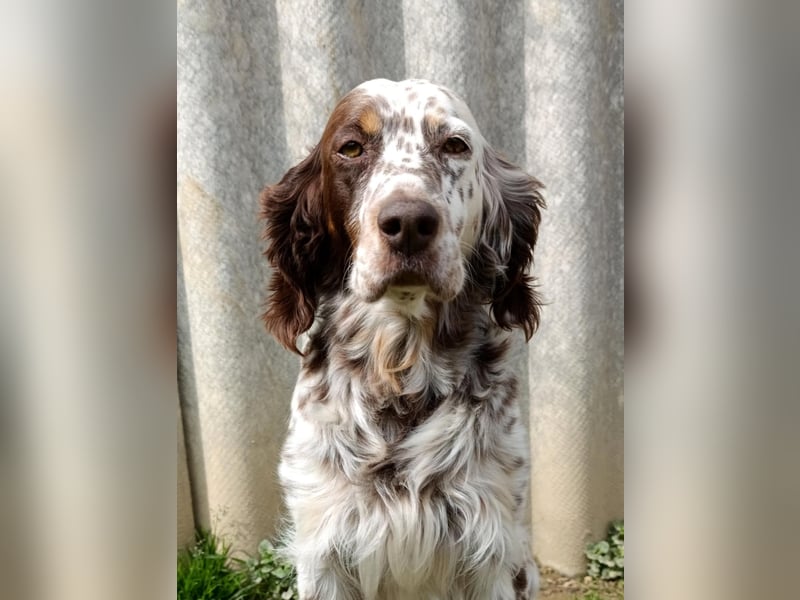 English setter Rüde Welpe