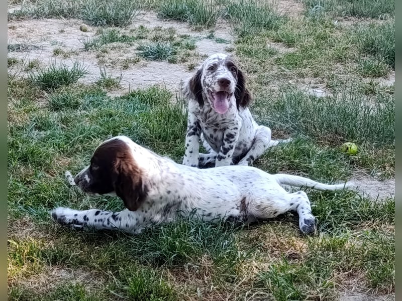 English setter Rüde