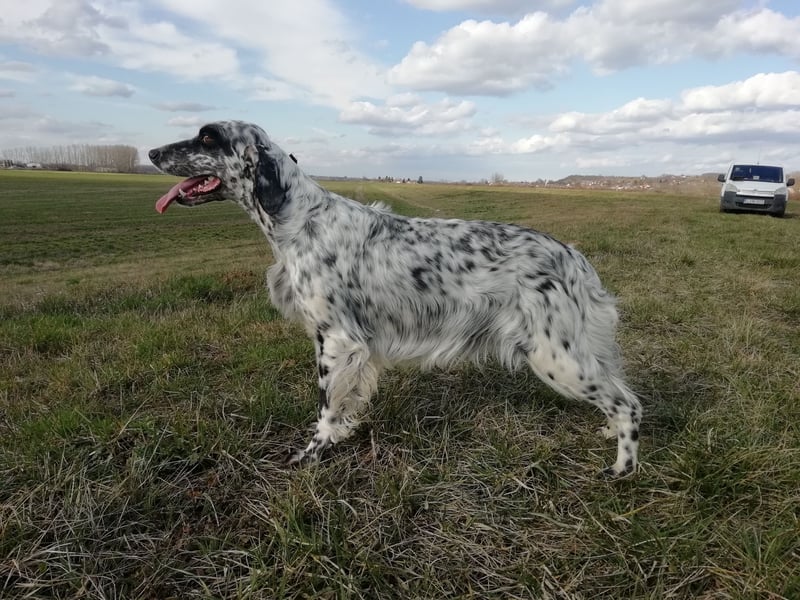 English setter Rüde