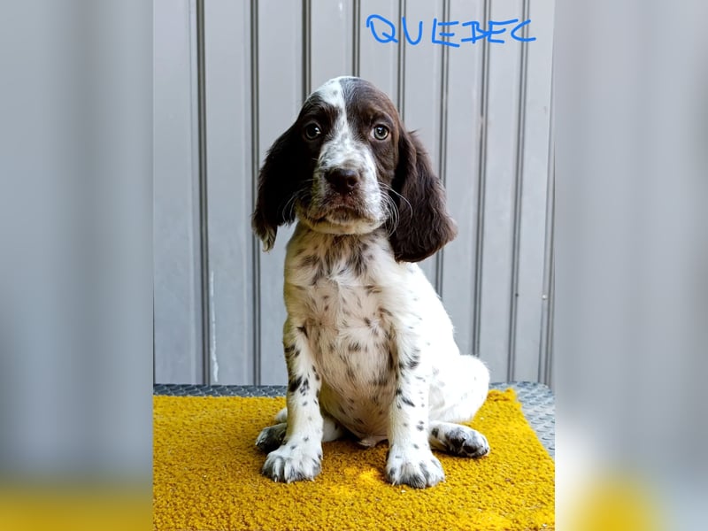 English setter Rüde Welpe