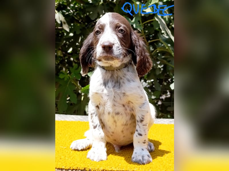 English setter Rüde Welpe