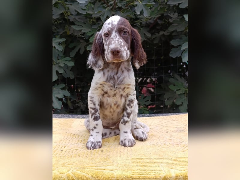 English setter Rüde