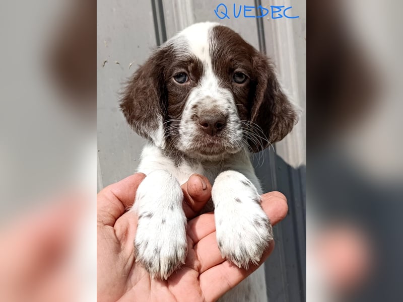 English setter Rüde Welpe