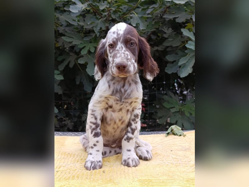 English setter Rüde