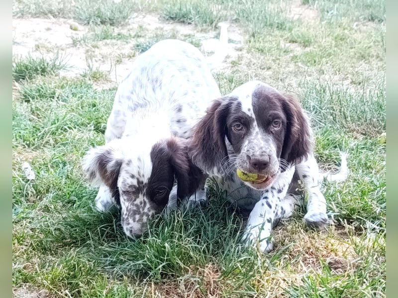English setter Rüde Welpe