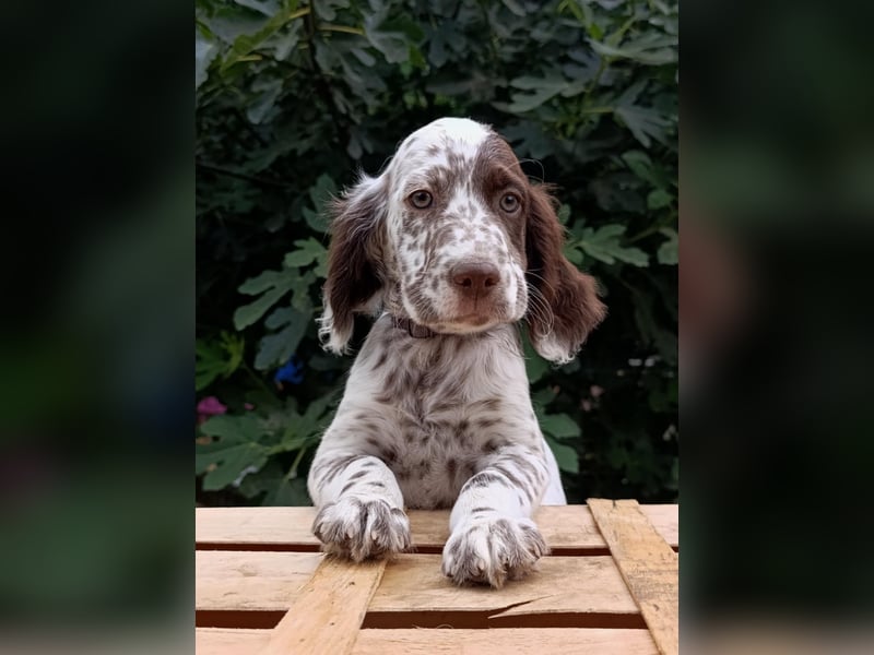 English setter Rüde