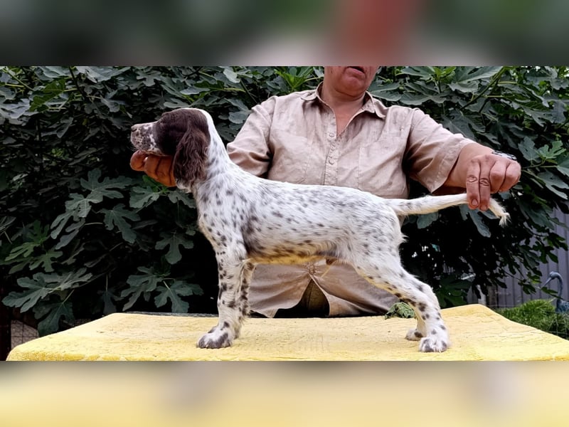 English setter Rüde