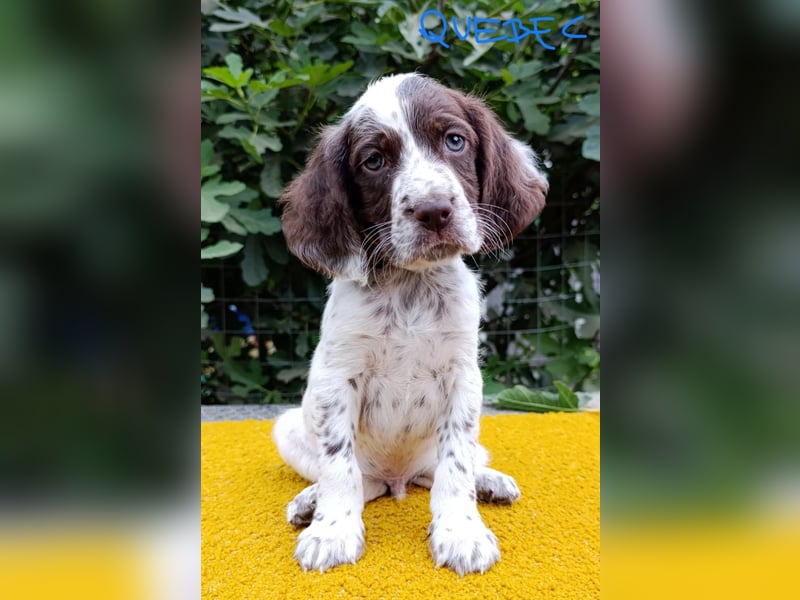 English setter Rüde Welpe