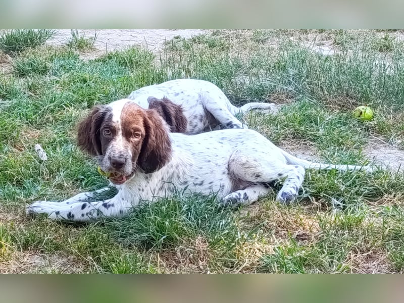 English setter Rüde Welpe