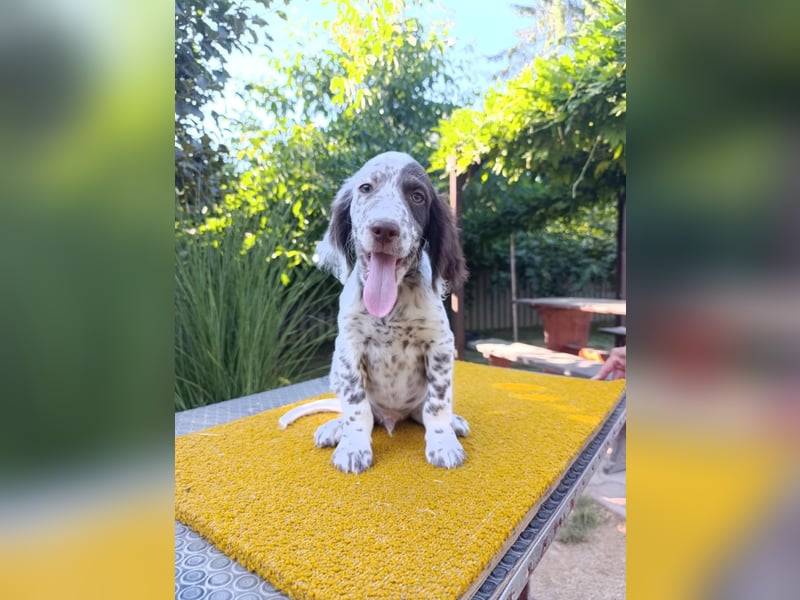 English setter Rüde