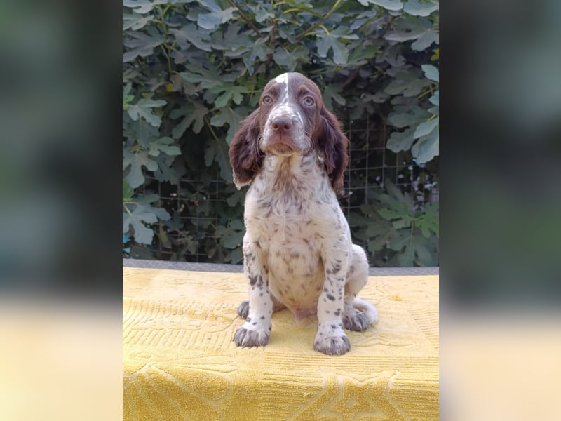 English setter Rüde Welpe