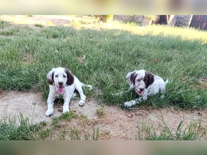 English setter Rüde