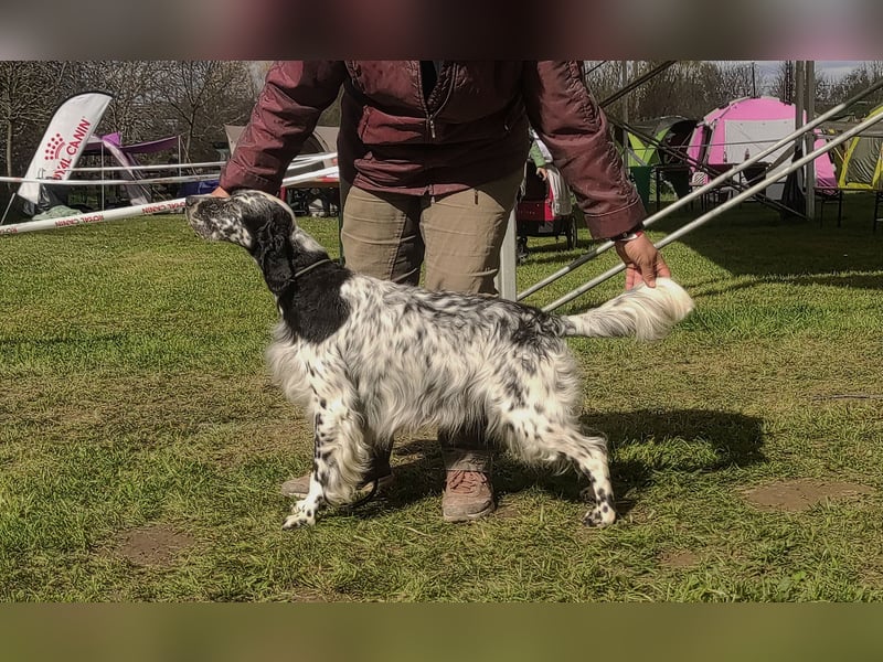 English setter Rüde Welpe