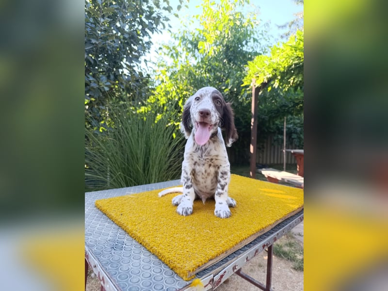 English setter Rüde