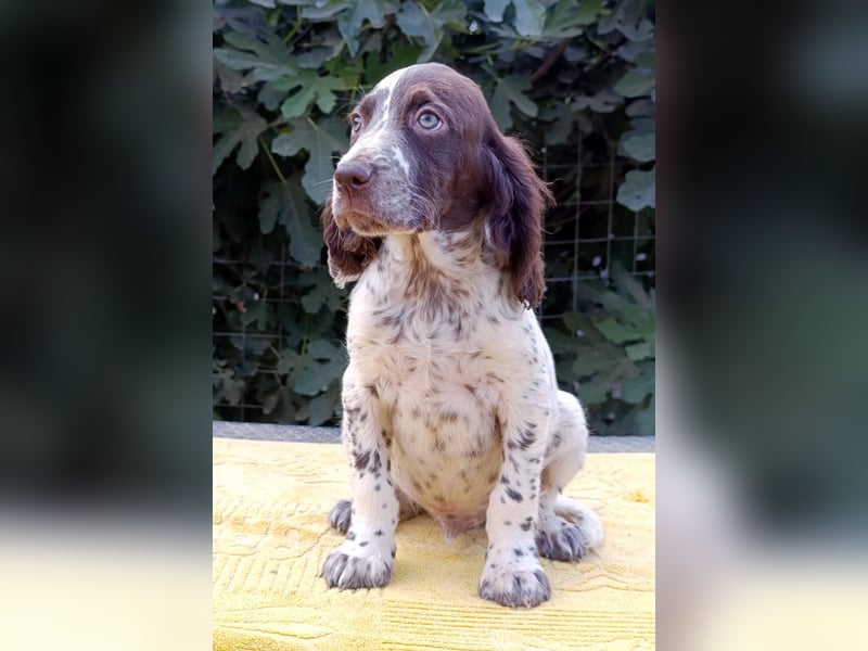 English setter Rüde Welpe