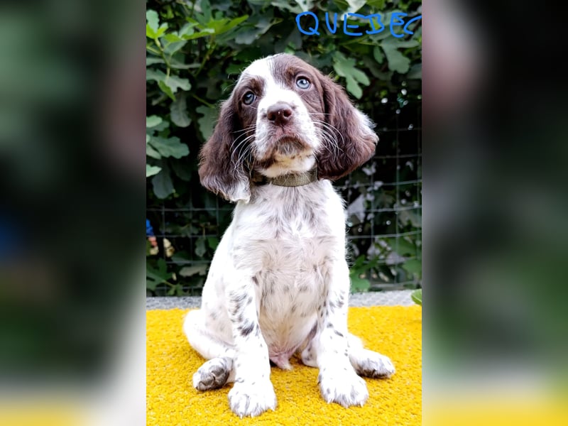 English setter Rüde Welpe