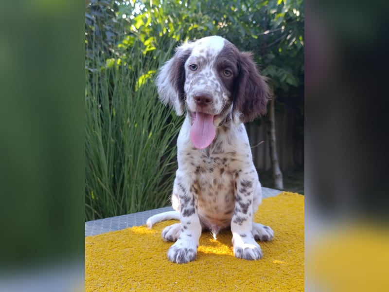 English setter Rüde
