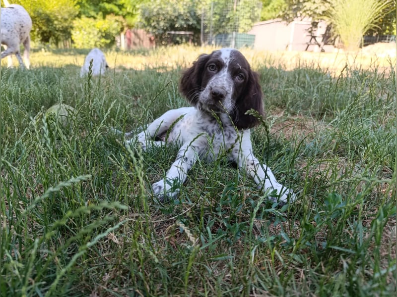 English setter Rüde Welpe