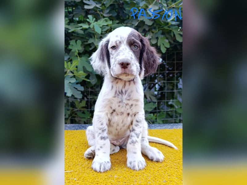 English setter Rüde