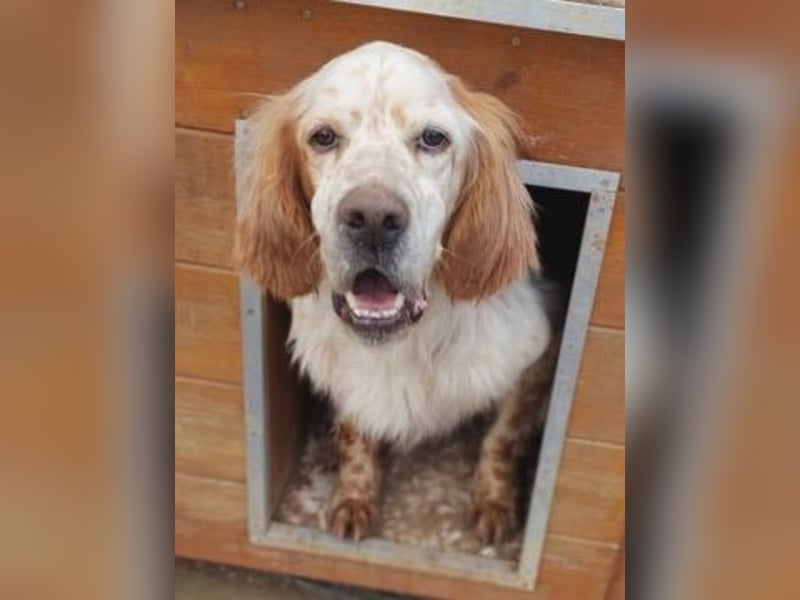 Freundlicher Trevor sucht sein Happy End