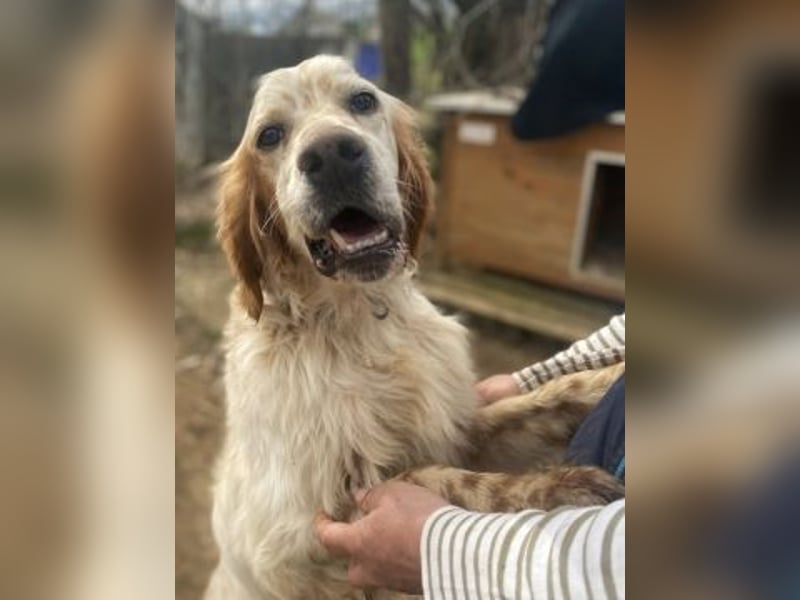 Freundlicher Trevor sucht sein Happy End