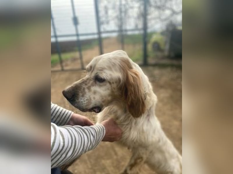 Freundlicher Trevor sucht sein Happy End