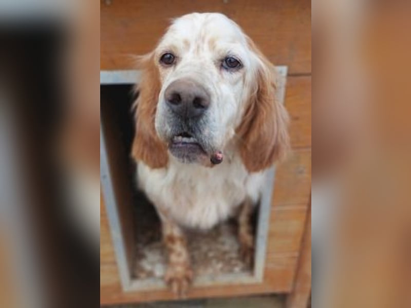 Freundlicher Trevor sucht sein Happy End