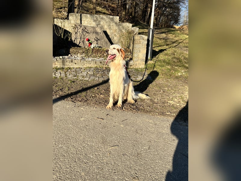 Wunderschöner und lieber English Setter Rüde zu verk