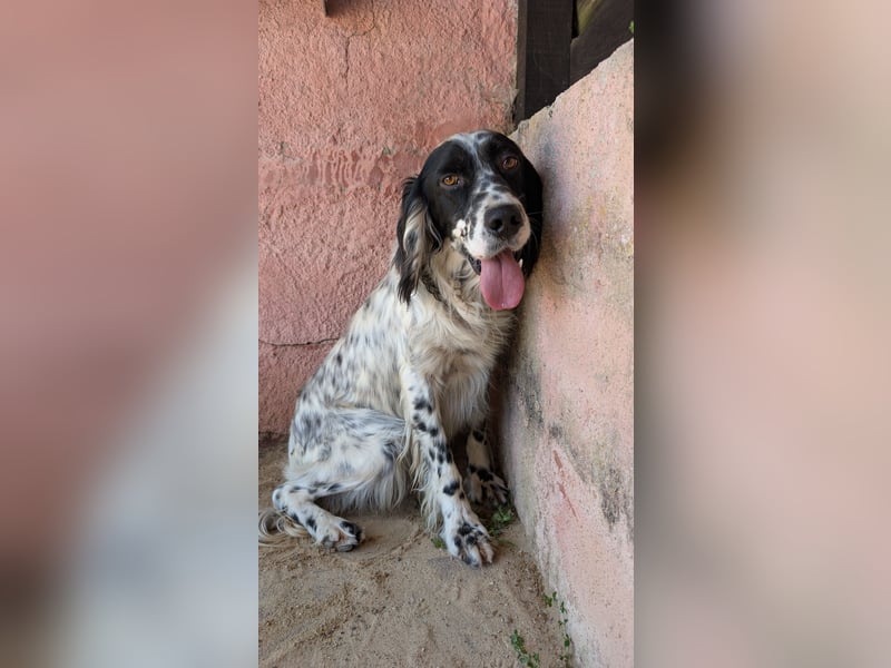 Murphy: Setter mit Herz sucht Lieblingsmenschen