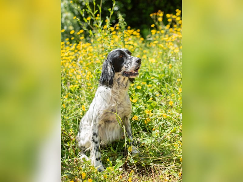 Murphy: Setter mit Herz sucht Lieblingsmenschen