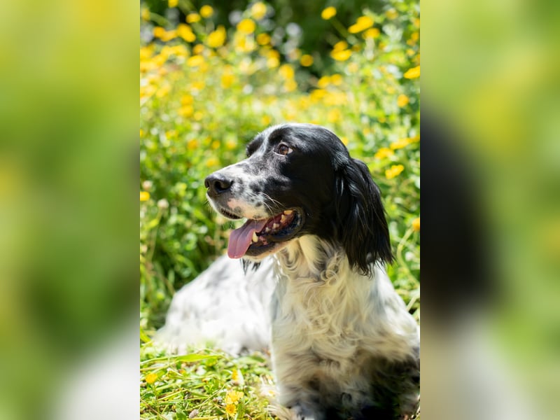 Murphy: Setter mit Herz sucht Lieblingsmenschen