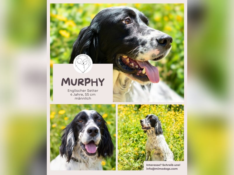 Murphy: Setter mit Herz sucht Lieblingsmenschen
