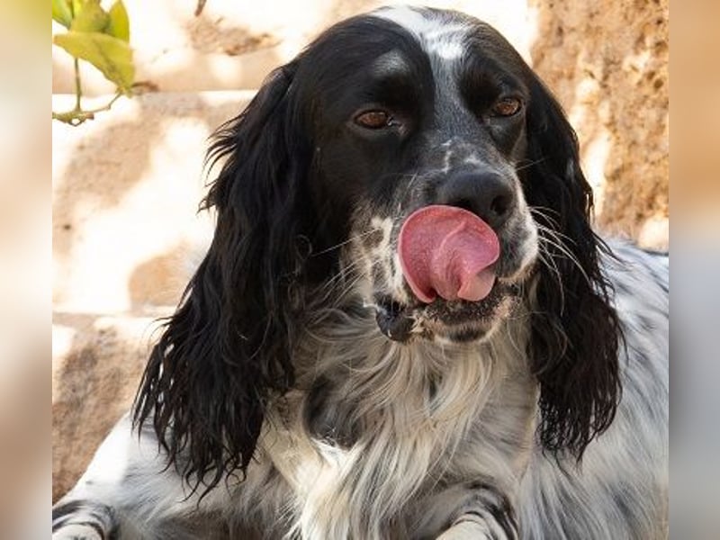 Jumel ist Liebenswürdigkeit in Hundegestalt