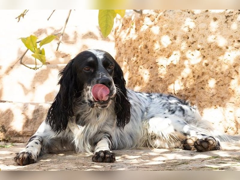 Jumel ist Liebenswürdigkeit in Hundegestalt