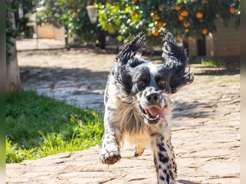 Jumel ist Liebenswürdigkeit in Hundegestalt