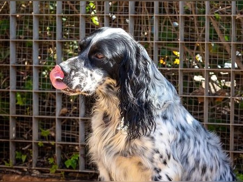 Jumel ist Liebenswürdigkeit in Hundegestalt