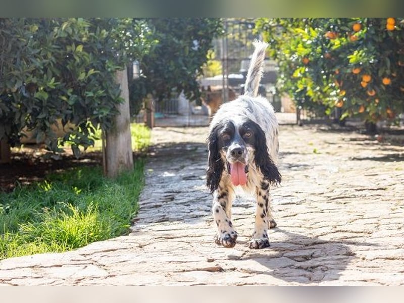 Jumel ist Liebenswürdigkeit in Hundegestalt