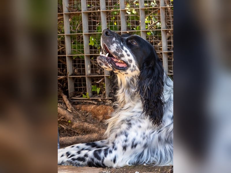 Jumel ist Liebenswürdigkeit in Hundegestalt