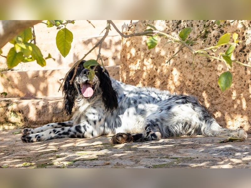 Jumel ist Liebenswürdigkeit in Hundegestalt