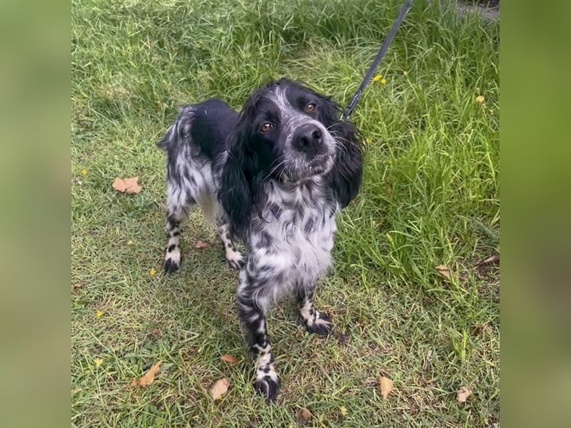 Dolly - freundlicher, lustiger Bub