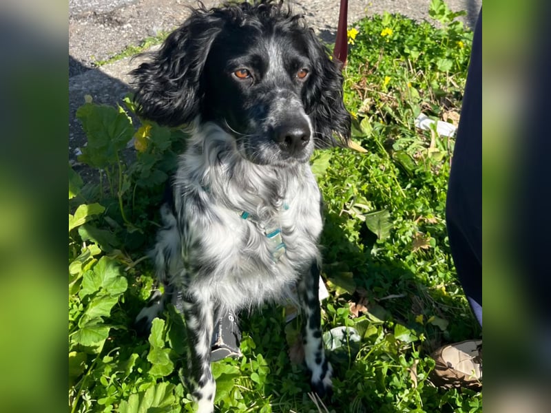 Dolly - freundlicher, lustiger Bub