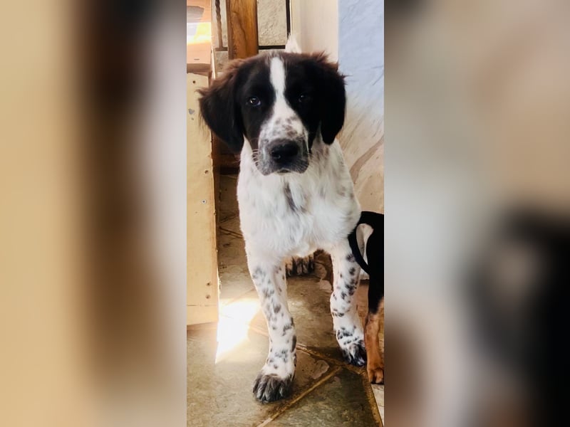 Bezaubernder Setter Mix Sam