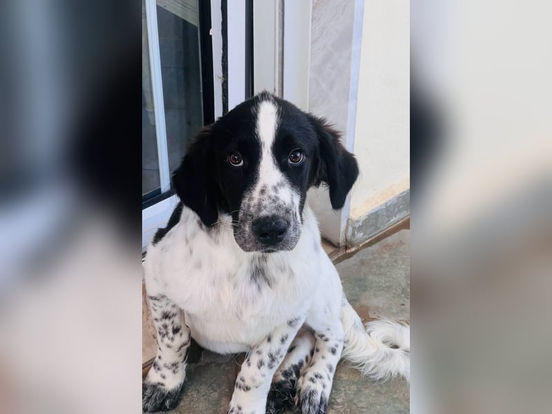 Bezaubernder Setter Mix Sam