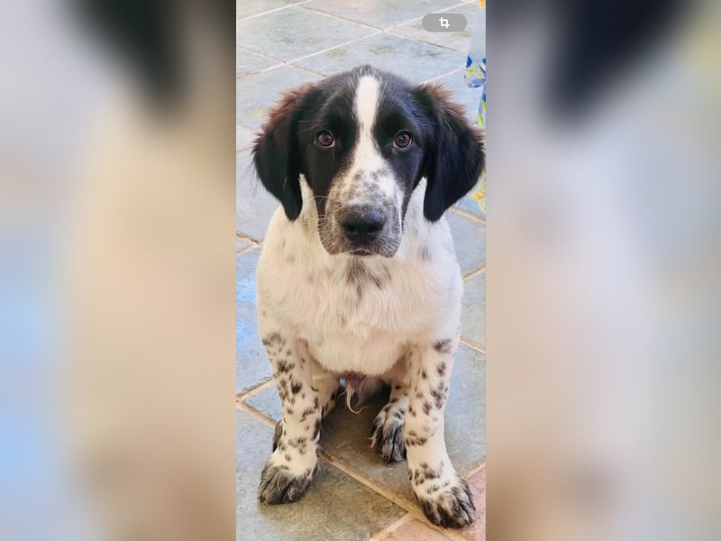 Bezaubernder Setter Mix Sam