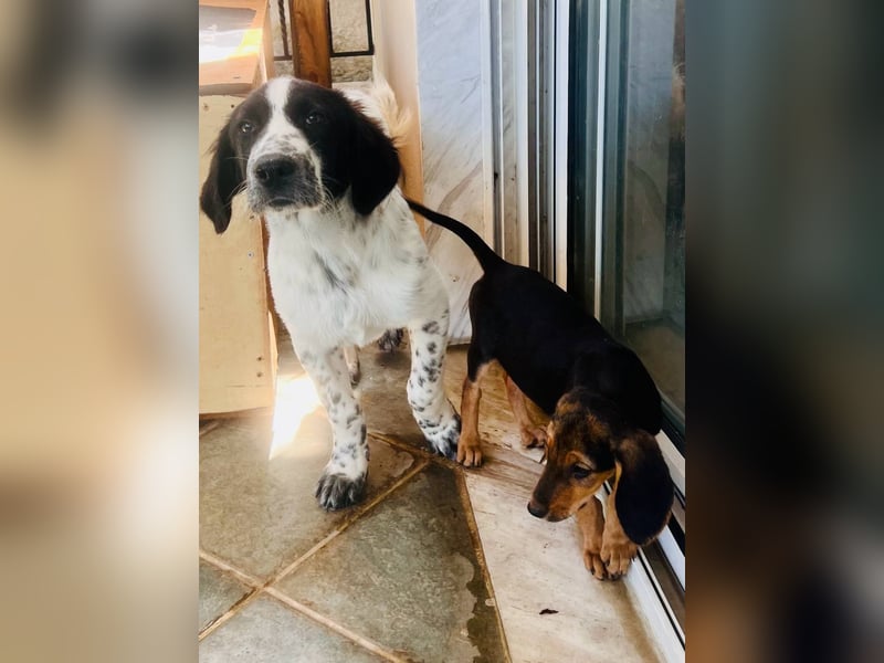 Bezaubernder Setter Mix Sam