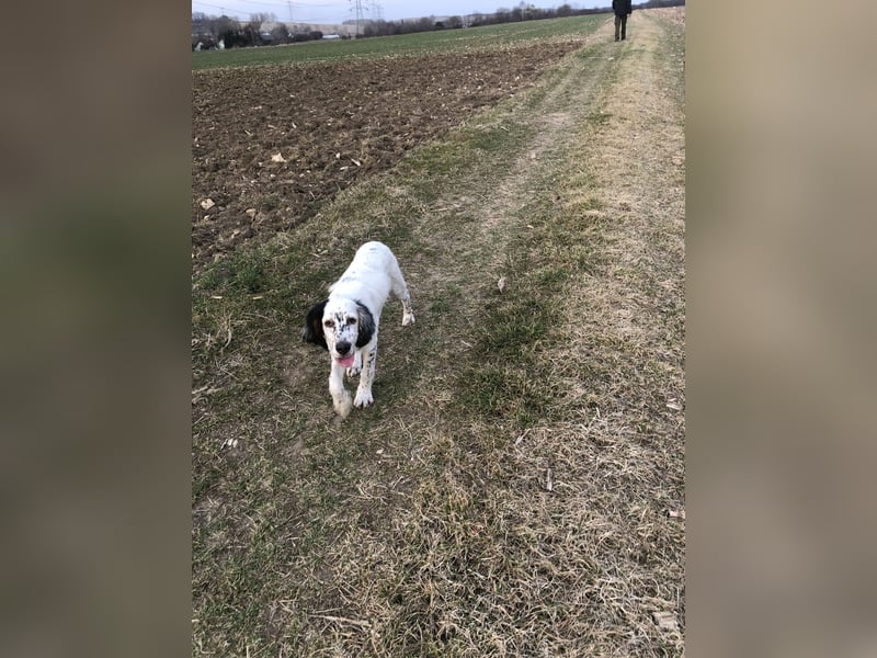 MAVERICK Hunting for Love (FCI) English Setter