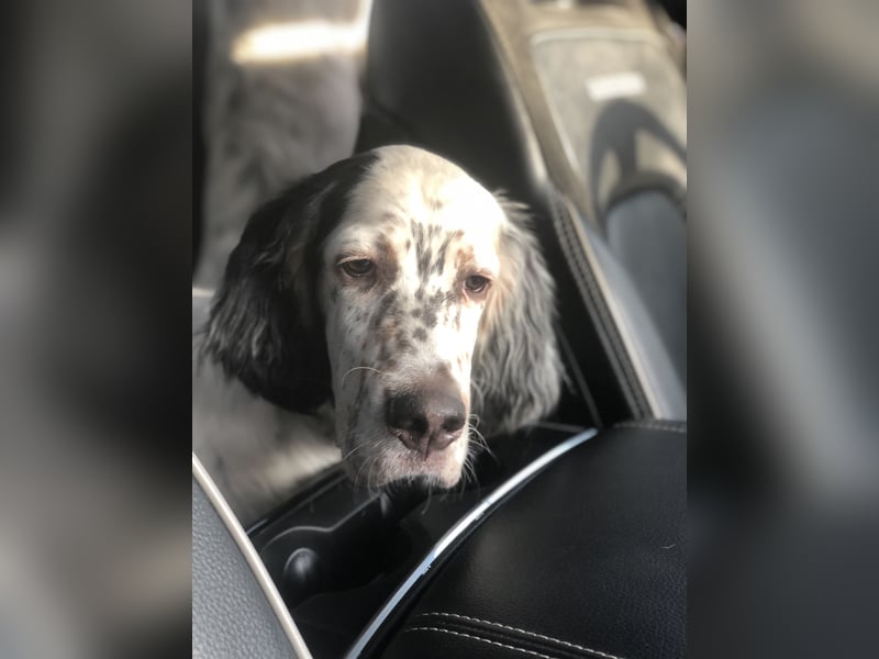 MAVERICK Hunting for Love (FCI) English Setter